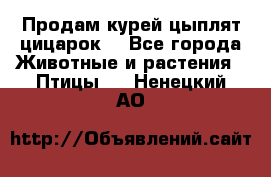 Продам курей цыплят,цицарок. - Все города Животные и растения » Птицы   . Ненецкий АО